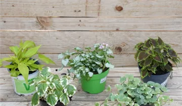 Zum Vergrößern klicken Bildvorschau