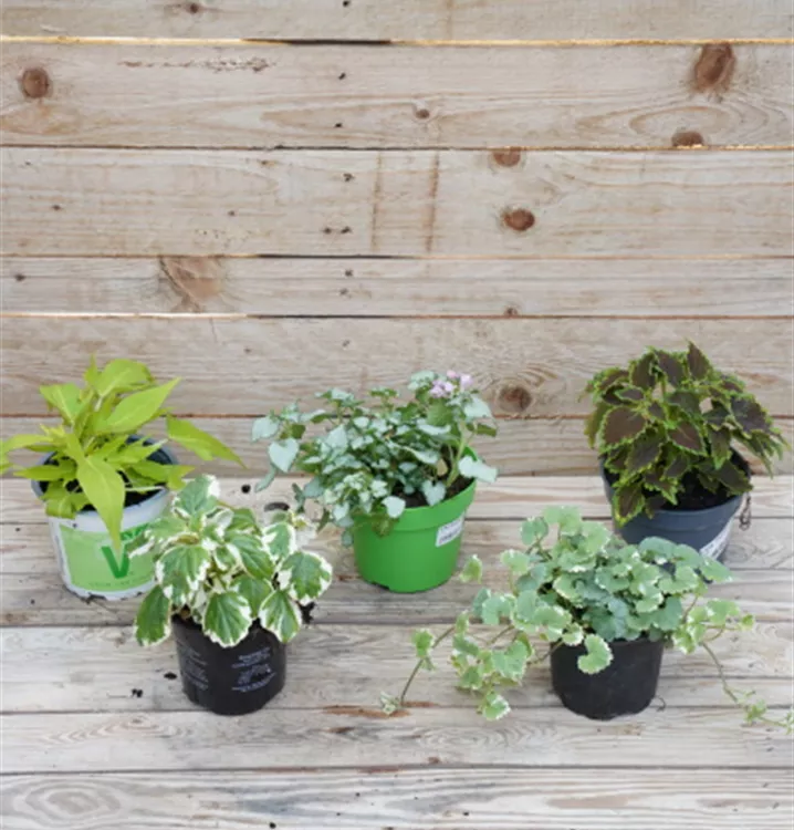 große Auswahl z.B. Skimmia, Gaultherien große Auswahl z.B. Skimmia, Gaultherien