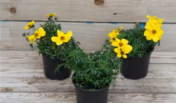 Zum Vergrößern klicken Bildvorschau