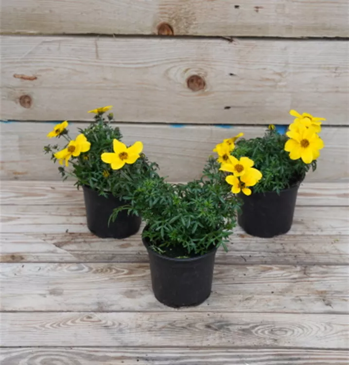 Bidens ferulifolia Bidens ferulifolia