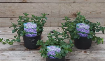 Zum Vergrößern klicken Bildvorschau