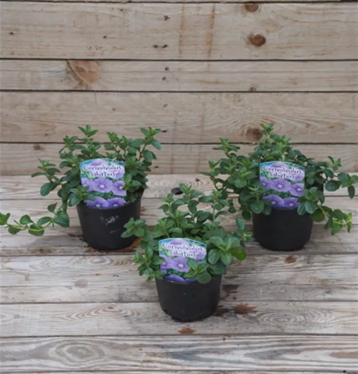 Convolvulus sabatius Convolvulus sabatius