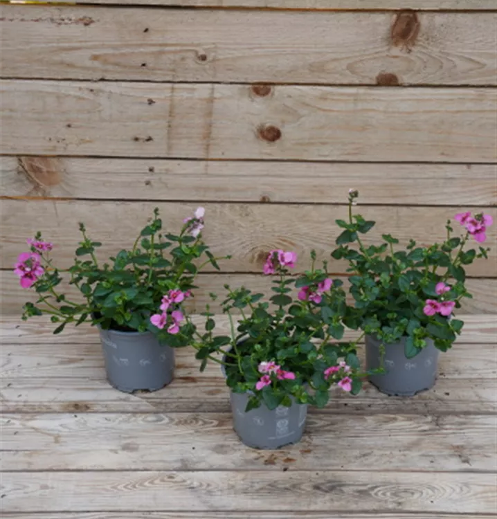 Diascia barberae Diascia barberae