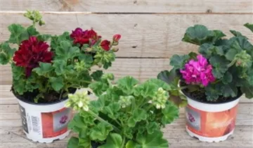 Zum Vergrößern klicken Bildvorschau