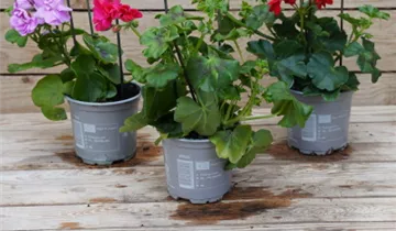 Zum Vergrößern klicken Bildvorschau