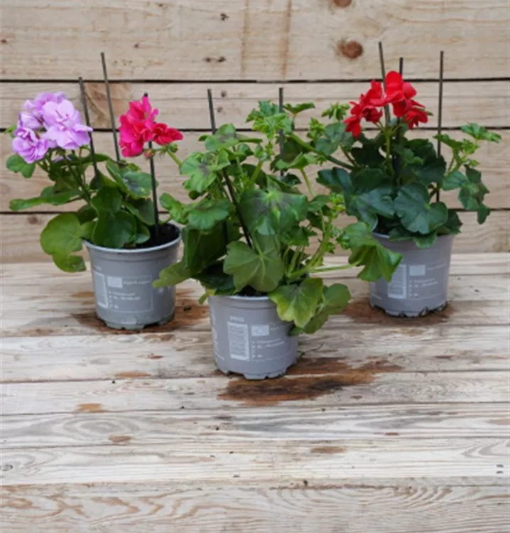 halbhängend halbhängend