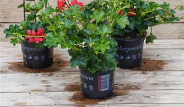 Zum Vergrößern klicken Bildvorschau