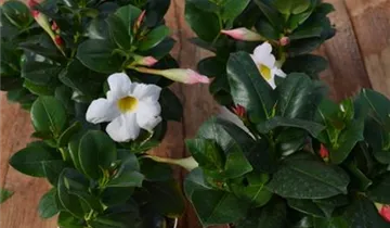 Bösen GmbH & Co.KG Bösen GmbH & Co.KG