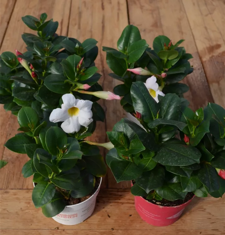 Mandevilla Mandevilla