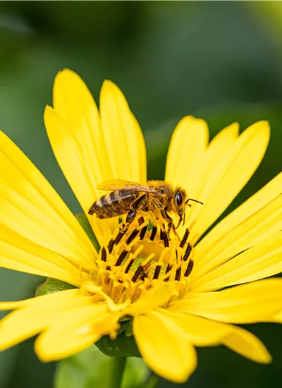 Bienenfreundliche Stauden Bienenfreundliche Stauden