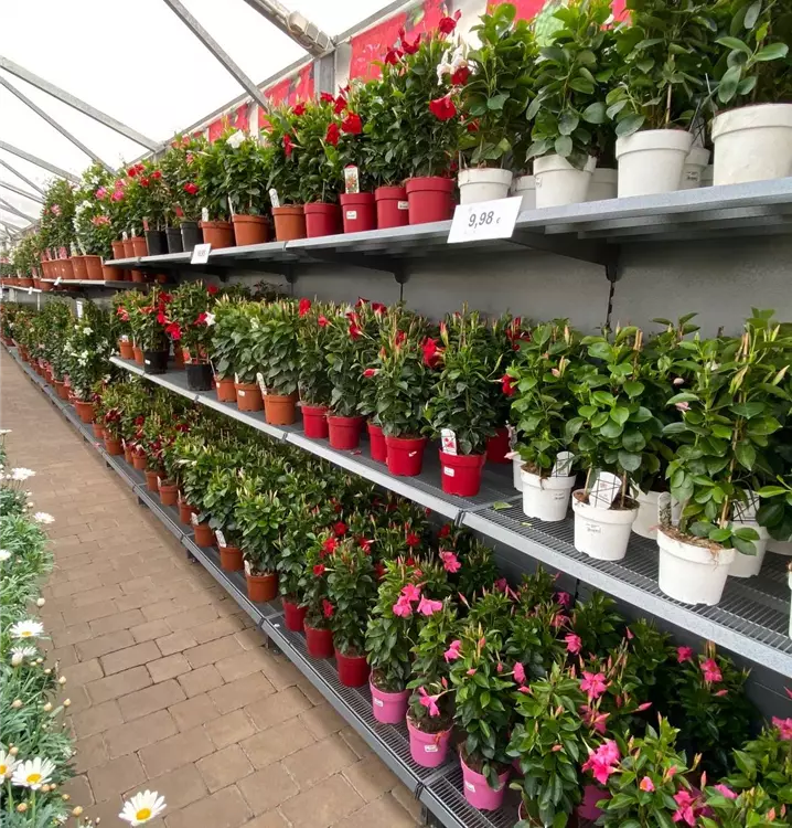Mandevilla verschiedene Sorten
