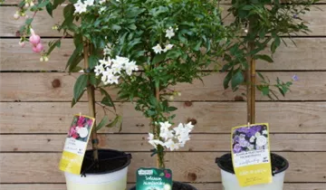 Zum Vergrößern klicken Bildvorschau