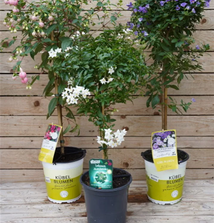 Sommerblüher als Stamm Sommerblüher als Stamm