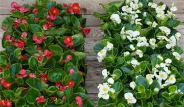 Zum Vergrößern klicken Bildvorschau