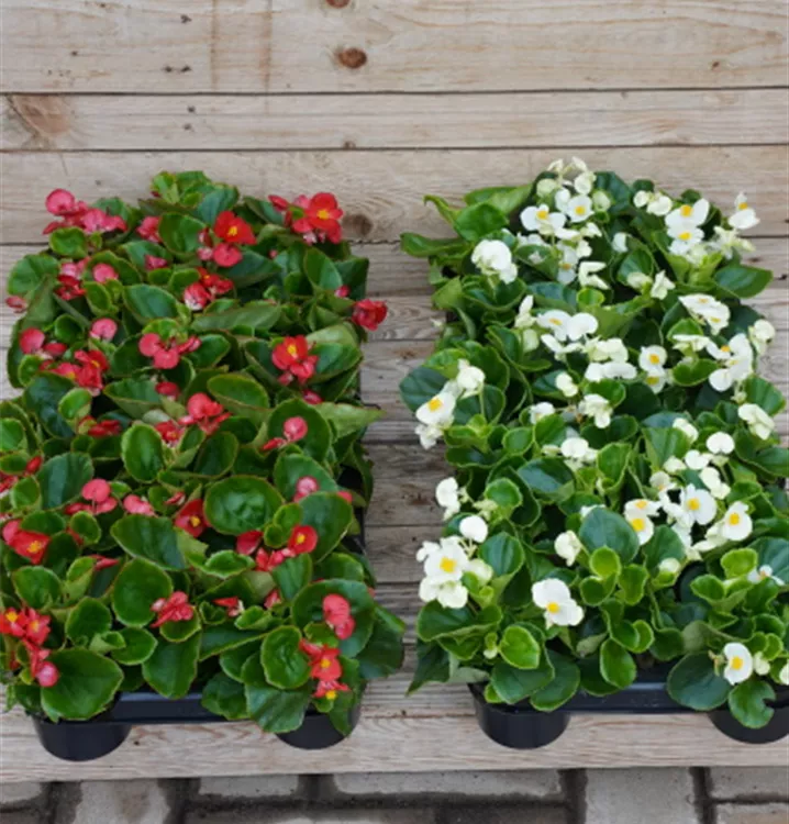 Begonia semperflora Begonia semperflora