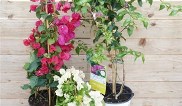 Zum Vergrößern klicken Bildvorschau