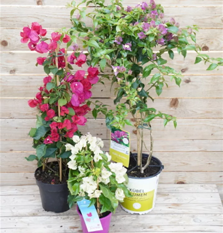 als Pyramide oder Busch als Pyramide oder Busch