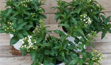 Zum Vergrößern klicken Bildvorschau