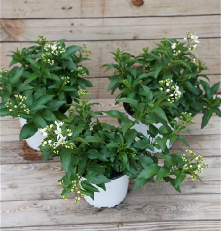 Solanum jasminoides Solanum jasminoides