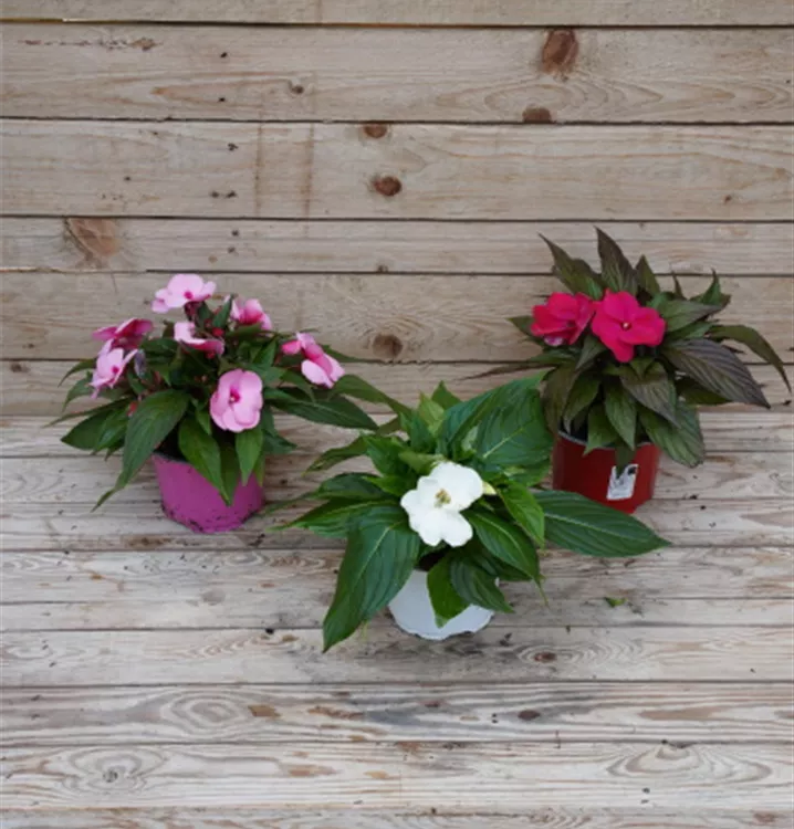 Impatiens neuguinea Impatiens neuguinea