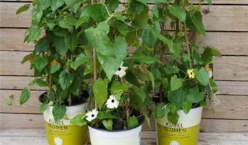 Zum Vergrößern klicken Bildvorschau