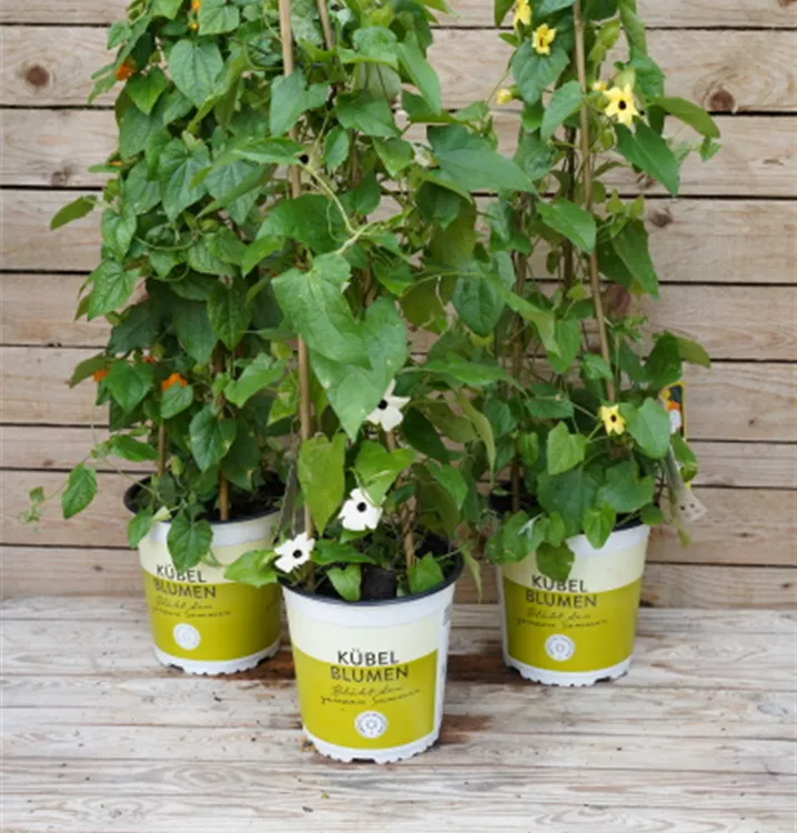 Thunbergia Thunbergia