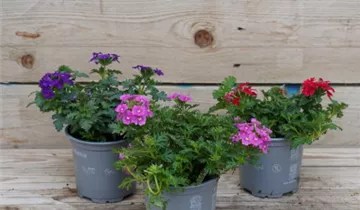 Zum Vergrößern klicken Bildvorschau