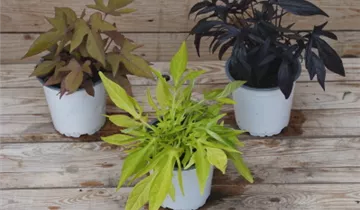 Zum Vergrößern klicken Bildvorschau