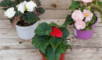 Zum Vergrößern klicken Bildvorschau