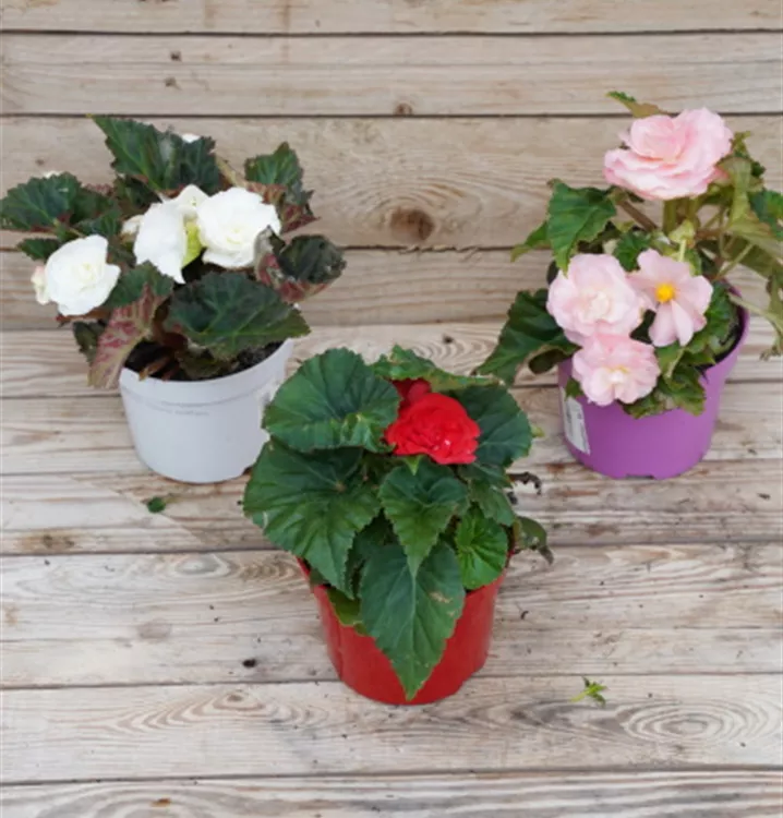 Begonia tuberhybrida Begonia tuberhybrida