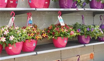 Zum Vergrößern klicken Bildvorschau