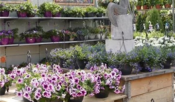 Zum Vergrößern klicken Bildvorschau