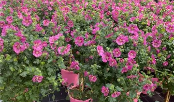 Zum Vergrößern klicken Bildvorschau