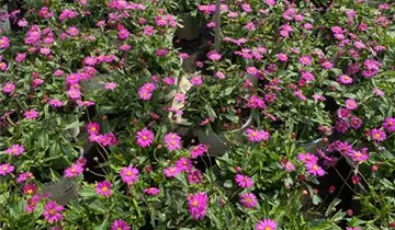 Zum Vergrößern klicken Bildvorschau