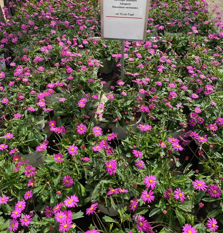 Große Auswahl an bienenfreundlichen Pflanzen Große Auswahl an bienenfreundlichen Pflanzen