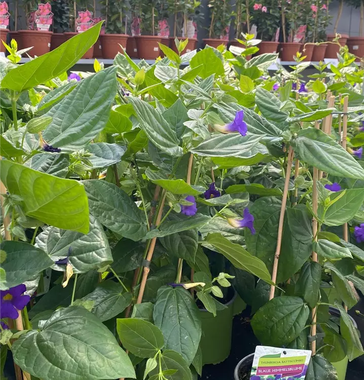 Thunbergia grandiflora