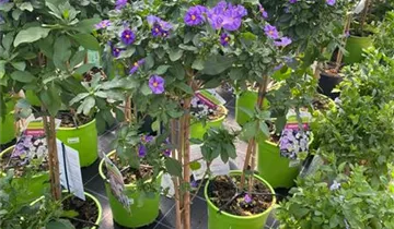 Zum Vergrößern klicken Bildvorschau