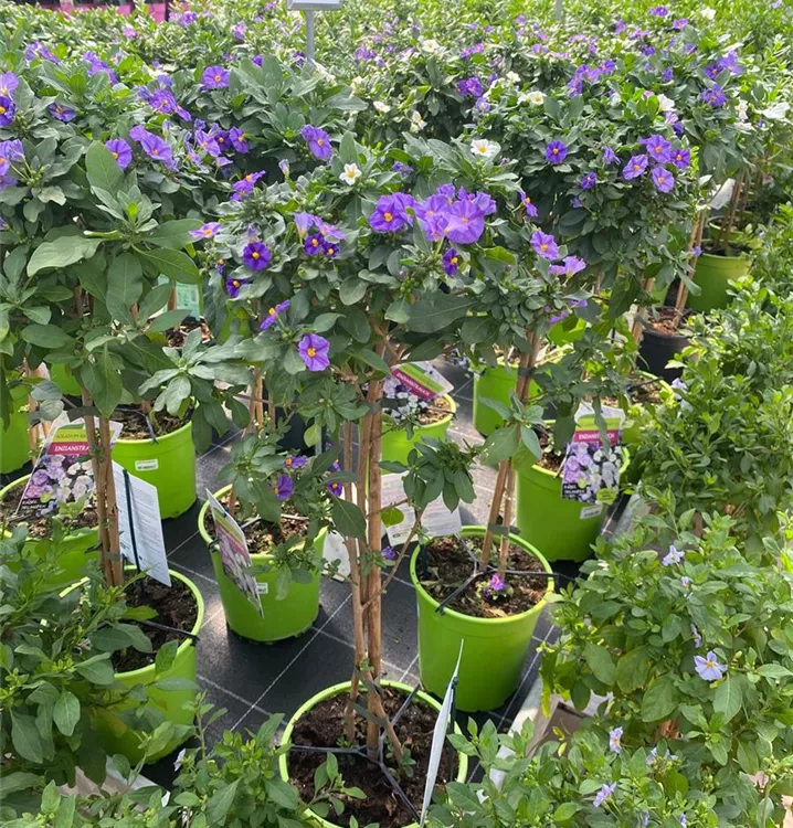 Solanum, Duo mit 2 Sorten Solanum, Duo mit 2 Sorten