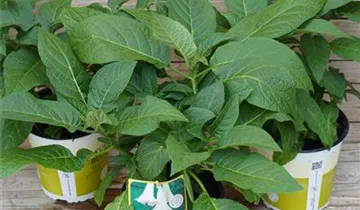 Zum Vergrößern klicken Bildvorschau