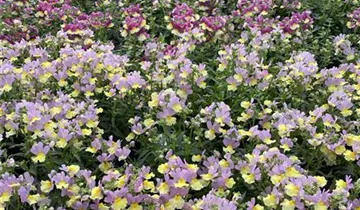 Zum Vergrößern klicken Bildvorschau