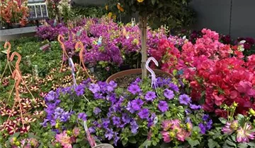 Zum Vergrößern klicken Bildvorschau