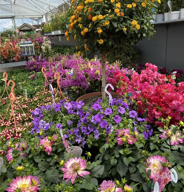 Jetzt den Sommer pflanzen! Jetzt den Sommer pflanzen!