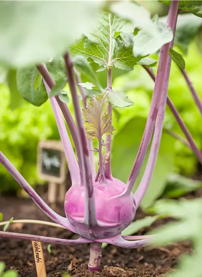 Gemüsepflanzen 12 Stück