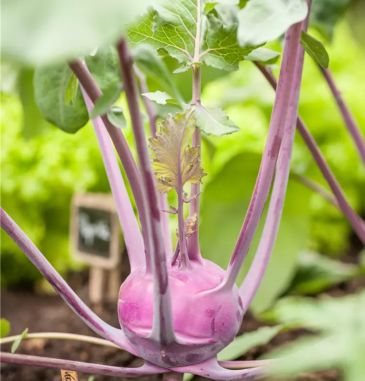 z.B. Kohlrabi, Weißkohl, Wirsing uvm.