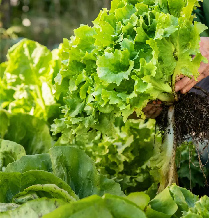 Kopfsalat, Ruccola, Feldsalat, Lollo Rosso uvm. 