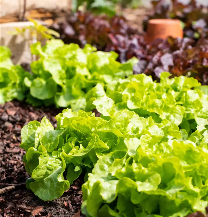 Kopfsalat, Ruccola, Lollo Rosso uvm. 