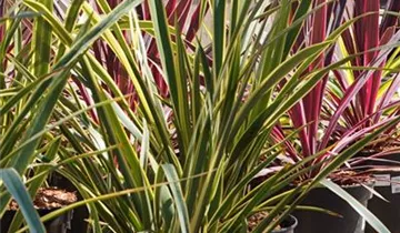 Zum Vergrößern klicken Bildvorschau