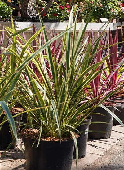 Neuseeländer Flachs 