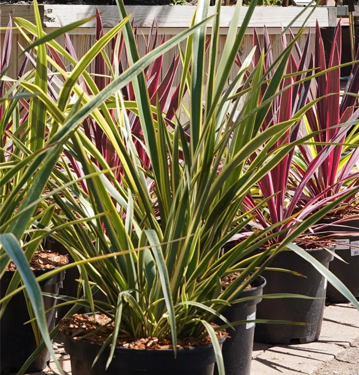 Phormium tenax Phormium tenax