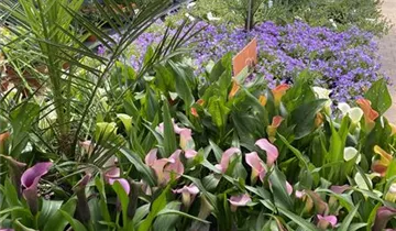 Zum Vergrößern klicken Bildvorschau